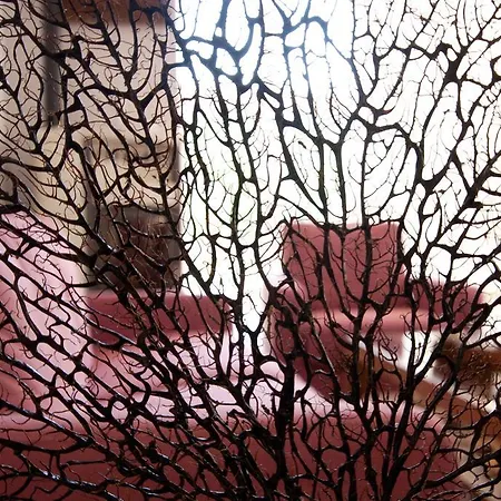 ゲストハウス Carolina 4*