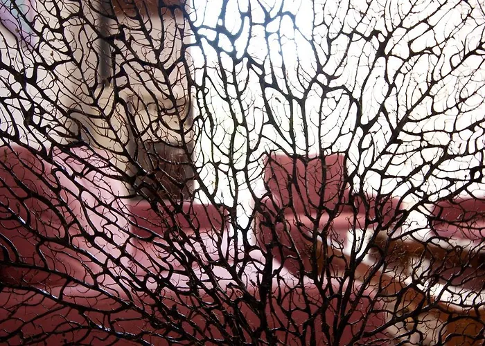 בית הארחה Carolina 4*